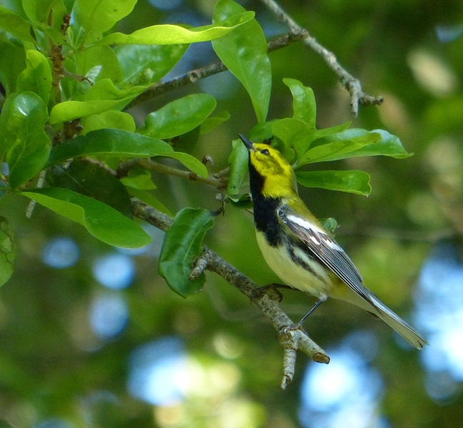 Black-throated Green Warbler